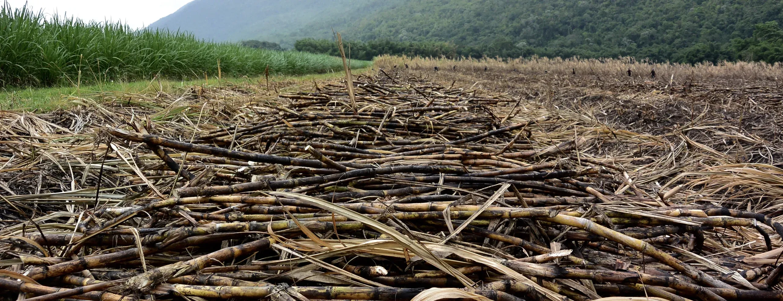 Cut sugar cane lying in a field, standing cane and green hills behind